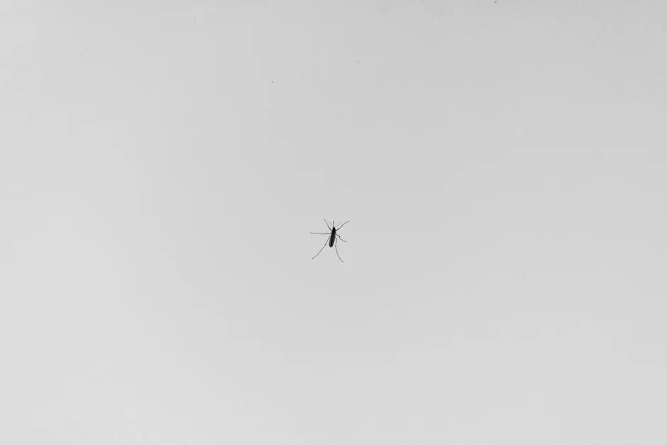 A minimalist black and white image featuring a mosquito in close-up.
