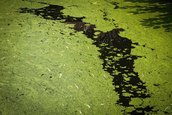 A tranquil pond covered in vibrant green algae with floating leaves, creating a peaceful natural scene.