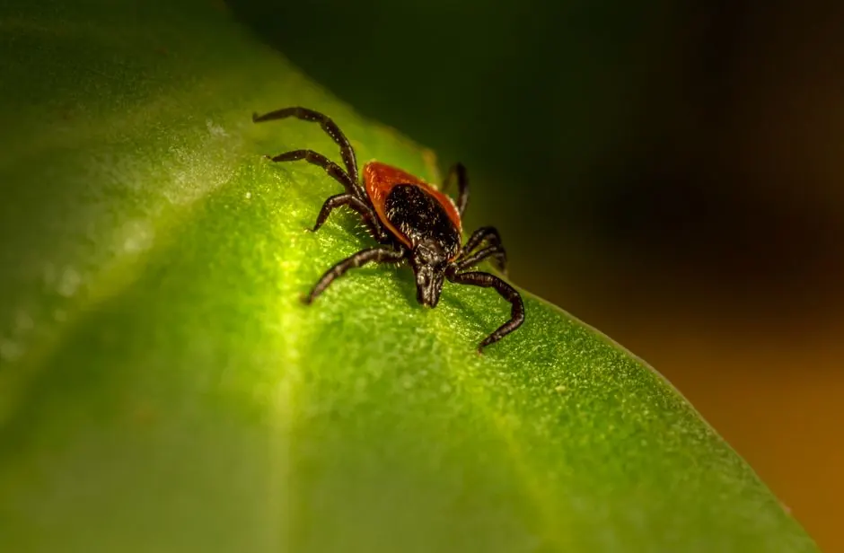 Close-up macro photography of a black-legged deer tick crawling on a bright green leaf.