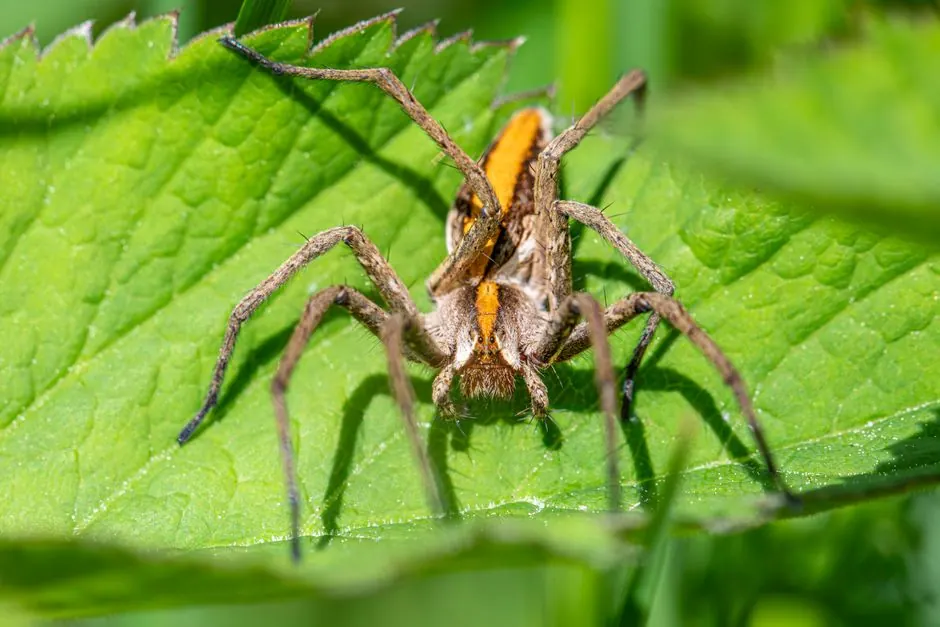 Close-up of a European nursery web spider (Pisaura mirabilis) on a green leaf.