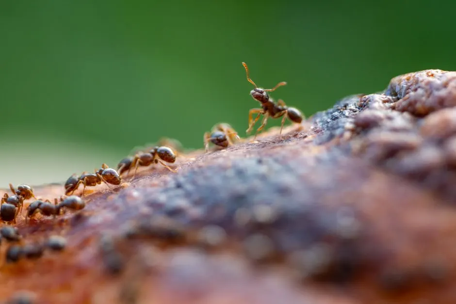 Close-up of ants exploring a textured brown surface with blurred green background.