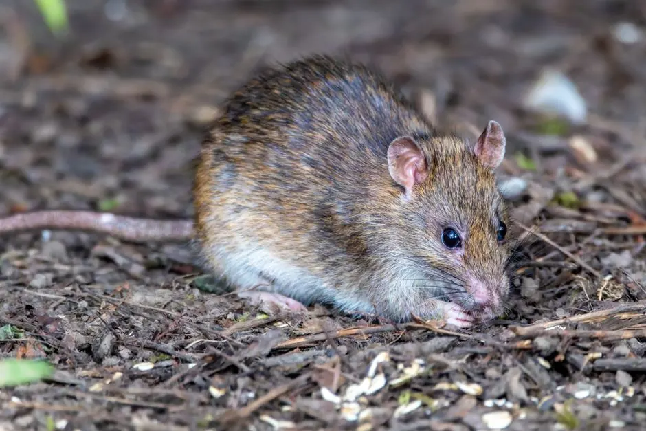 Detailed close-up view of a brown rat foraging in a forest setting, showcasing its natural habitat.