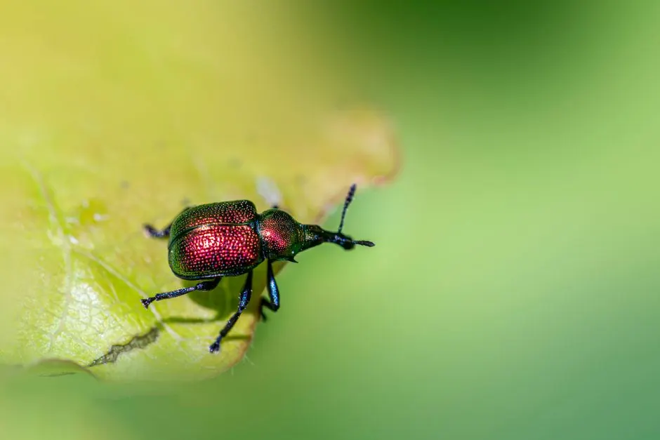 Detailed macro shot of a colorful aspen leaf-rolling weevil (Byctiscus populi) on a green leaf.