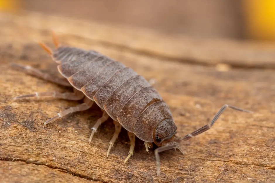 Detailed macro shot of a common woodlouse, Porcellio scaber, on wooden surface in daylight.