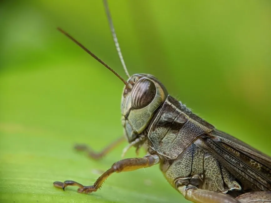 Detailed macro shot of a grasshopper perched on a vibrant green leaf. Insect photography at its finest.