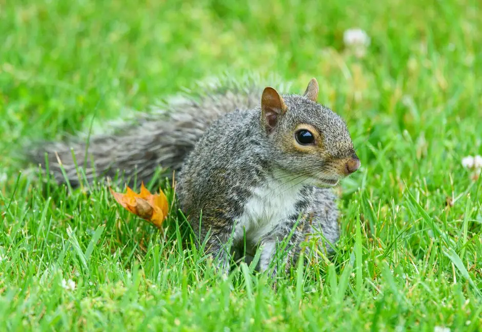 Eastern gray squirrel on green grass with autumn leaves, showcasing wildlife in a natural setting.