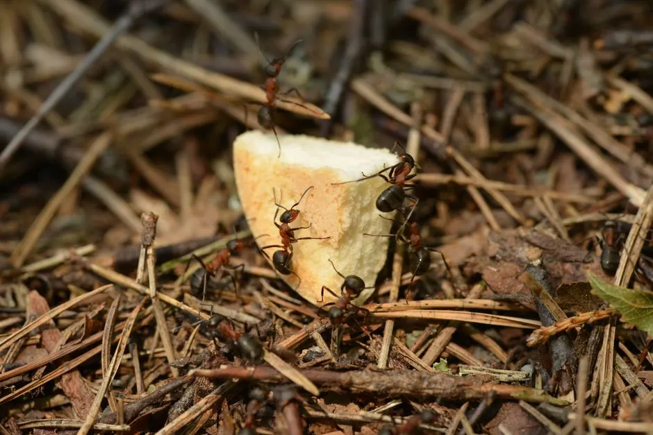 Group of brown ants eating piece of bread in forest among dry foliage and needles of fir trees